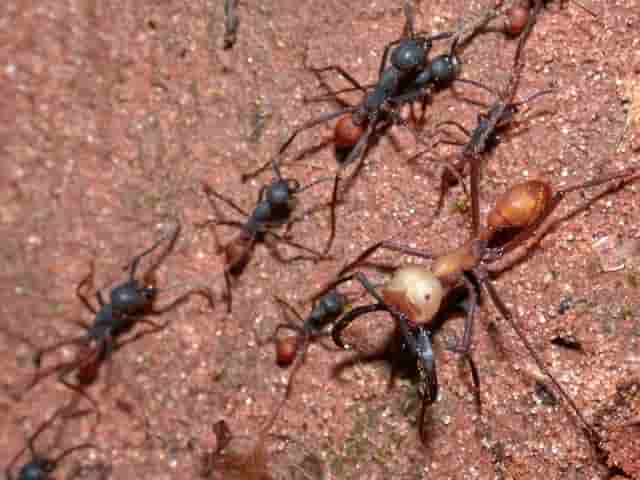 贵圈太乱：好蚁生物和蚂蚁间的恩怨情仇