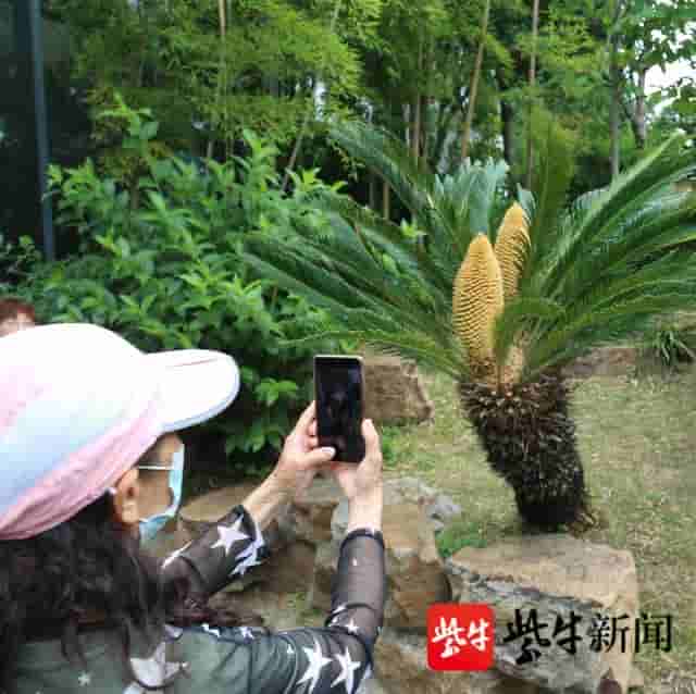 真是罕见：南京玄武湖两棵铁树开花，还开出一棵双朵