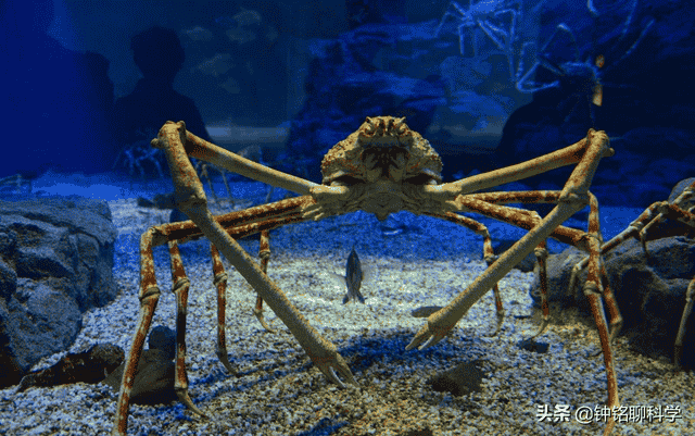 入侵欧洲，席卷南极，泛滥的帝王蟹有多可怕？每吃一只都在做贡献