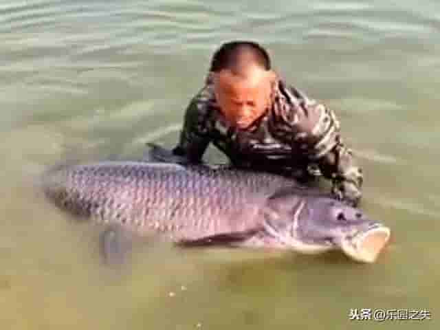 一条鱼价值上万块，云龙湖再出176斤青鱼，为什么这么贵？