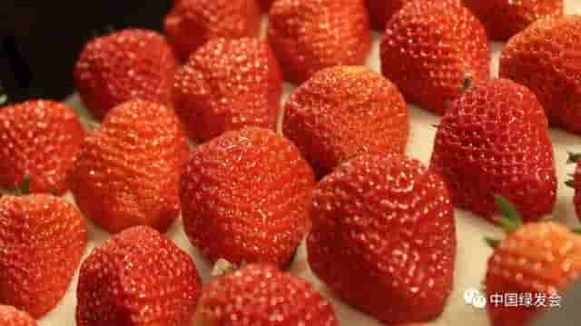 Nature前沿：香美多汁的草莓源于100万年前4种简陋野生植物