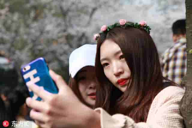 南京鸡鸣寺最美樱花季“人从众” 网友称“樱花不够用了”