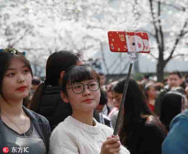 南京鸡鸣寺最美樱花季“人从众” 网友称“樱花不够用了”