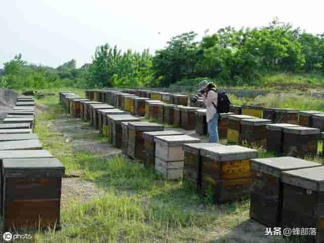 短期繁蜂，养蜂人用10箱蜜蜂发展到200箱，只用了这6个技术