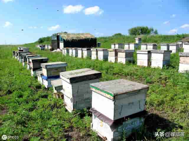 短期繁蜂，养蜂人用10箱蜜蜂发展到200箱，只用了这6个技术