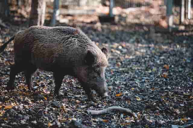 我在波兰猎野猪——红外热像仪初体验