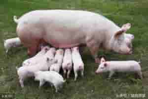 猪胎盘-怎么判断母猪是否空怀，母猪早期妊娠诊断