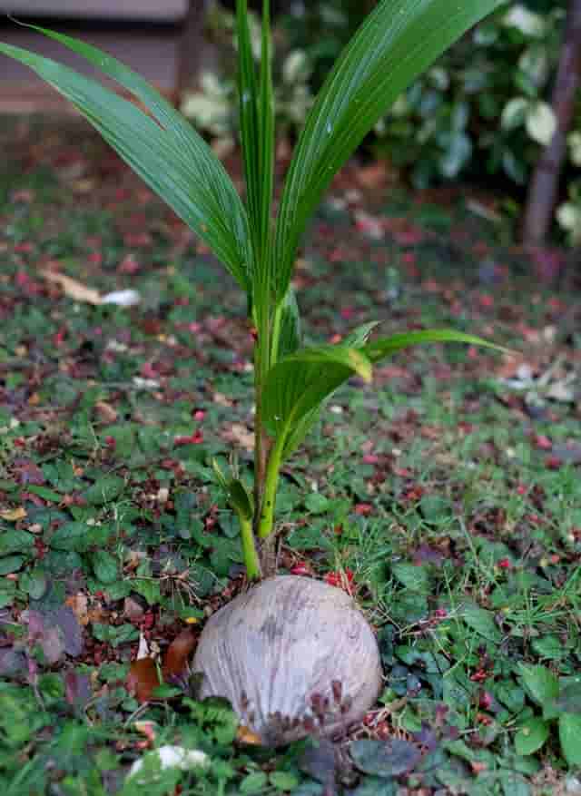 买个“老椰子”扔在花盆里，20天后长出小树苗，北方花友表示羡慕