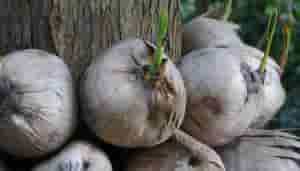 椰青能放多久-买个“老椰子”扔在花盆里，20天后长出小树苗，北方花友表示羡慕