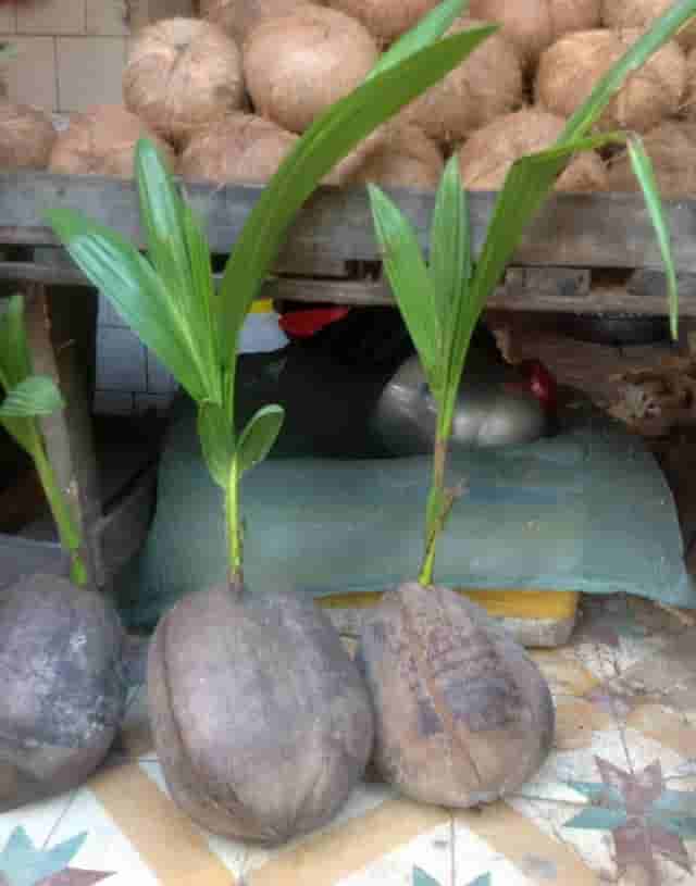 买个“老椰子”扔在花盆里，20天后长出小树苗，北方花友表示羡慕