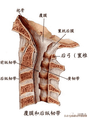 脊柱问题相关的20条韧带精细解剖、起止点，全总结！（脊柱篇）