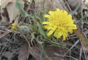笔管草-1种植物像“菊花”，有着黄色的“花朵”，人称“鸦葱”，珍贵