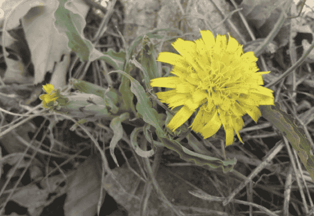 1种植物像“菊花”，有着黄色的“花朵”，人称“鸦葱”，珍贵