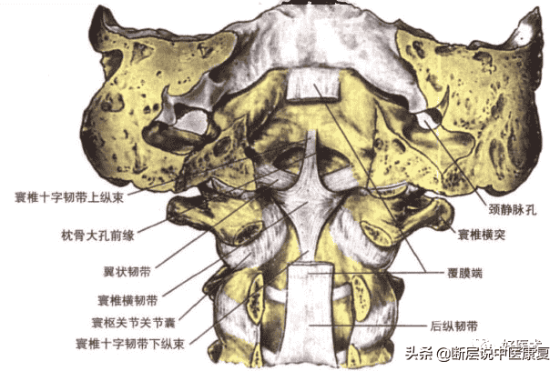 脊柱问题相关的20条韧带精细解剖、起止点，全总结！（脊柱篇）