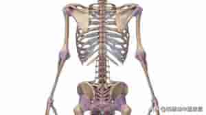 韧带松弛-脊柱问题相关的20条韧带精细解剖、起止点，全总结（脊柱篇）