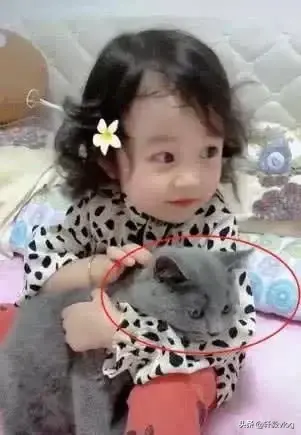 4岁女儿第一次抱猫咪，结果笑得合不拢嘴，主人：爱假笑的蓝胖子