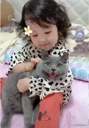 美女抱蓝猫-4岁女儿第一次抱猫咪，结果笑得合不拢嘴，主人：爱假笑的蓝胖子
