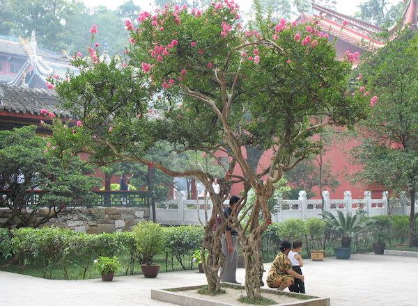 建起4800亩紫薇园，他堪称是“中国紫薇大王”