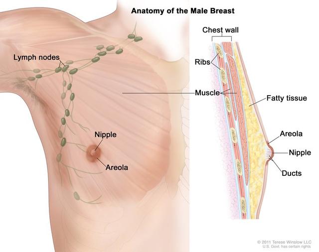 男性的乳房构造和女性一模一样，凭什么不能产奶，还被保留下来？