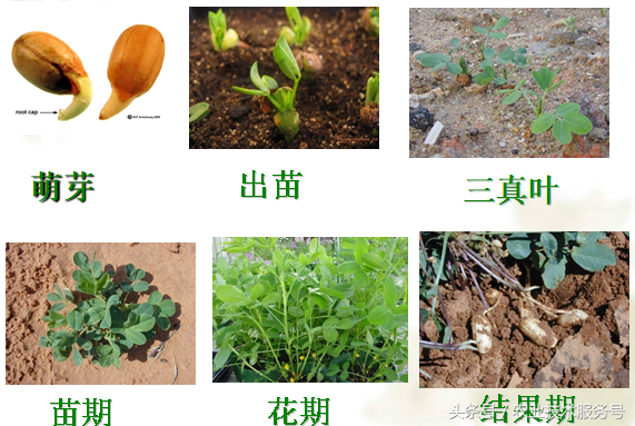 花生的一生生长周期，生育特点、栽培种植管理技术要点
