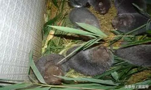 这种老鼠以竹子为食，味道鲜美，经济价值和药用价值极高