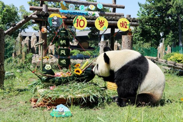 大熊猫“金虎”10岁啦