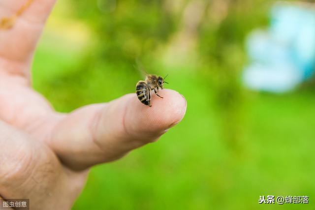 并不是所有的蜜蜂都会蜇人，发现一种蜜蜂，直接可以当宠物养