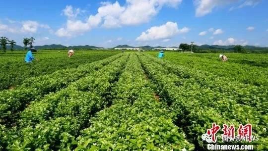 广西又要多一个县级市,还有这些县也安排上了