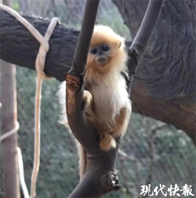 美猴王青春版!《黑神话:悟空》爆火,南京“齐天小圣”美出圈