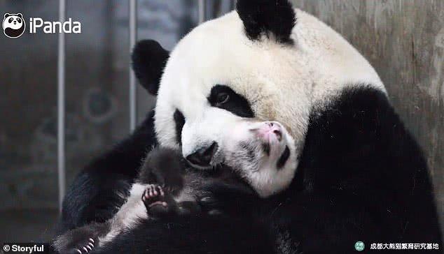 中国大熊猫妈妈拥抱亲吻幼崽,萌化全球网友