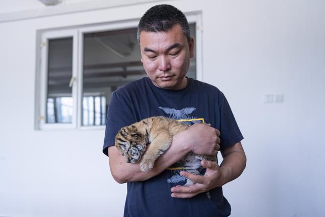 “萌虎上新”——小东北虎饲养记