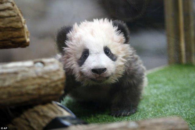 中国大熊猫妈妈拥抱亲吻幼崽,萌化全球网友