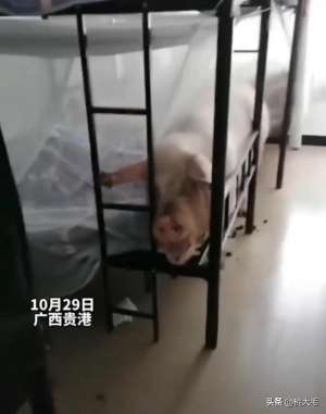 美女投胎猪(女子回宿舍，发现床上躺着一头猪，网友：晚餐红烧肉有着落了)