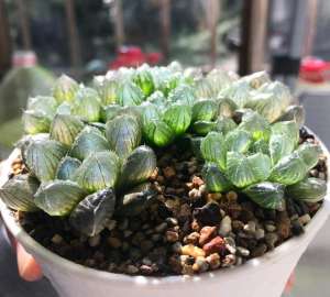 多肉美女月破(我养护的多肉玉露爆盆太好看了，想分盆该怎么操作不伤苗？)