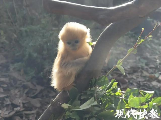美猴王青春版!《黑神话:悟空》爆火,南京“齐天小圣”美出圈