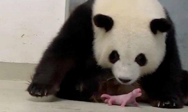 中国大熊猫妈妈拥抱亲吻幼崽,萌化全球网友