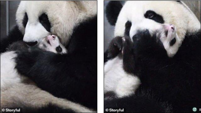 中国大熊猫妈妈拥抱亲吻幼崽,萌化全球网友