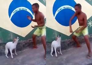 电动臀美女舞(巴西「电臀狗」和人尬舞　「让本汪用节奏感吓死你」)