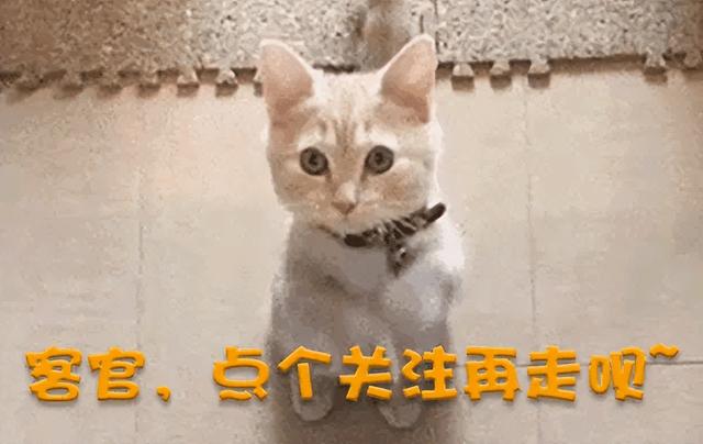 闹大了!上海这个说自己长得漂亮不用排队的美女,成功火遍全网
