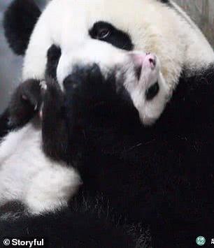 中国大熊猫妈妈拥抱亲吻幼崽,萌化全球网友