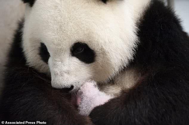 中国大熊猫妈妈拥抱亲吻幼崽,萌化全球网友