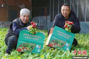 (新春走基层)黑龙江宝清:冰天雪地里北国大棚蔬菜“抢鲜”上市