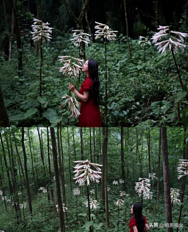 成都山谷因“2米”高野百合爆开而走红,不看就亏了,巨型花朵