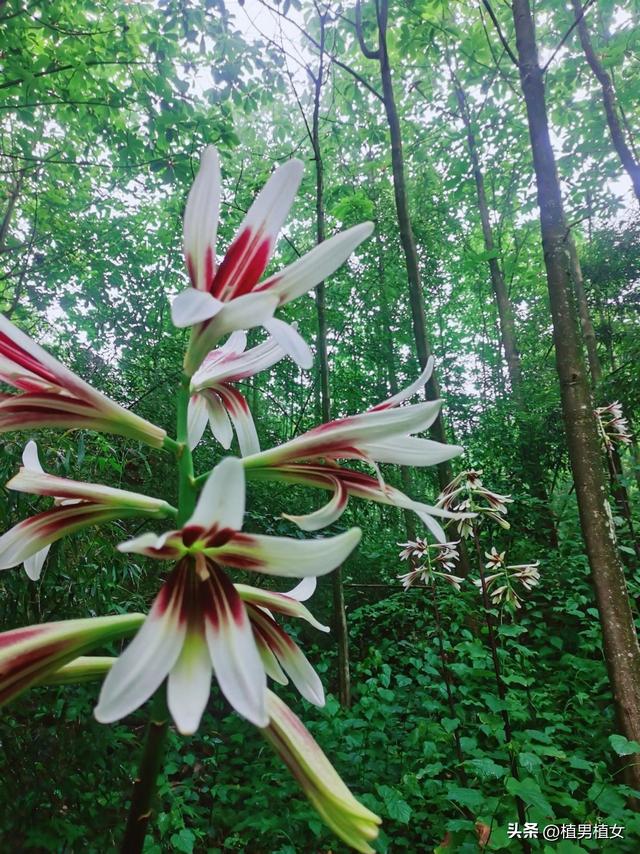 成都山谷因“2米”高野百合爆开而走红,不看就亏了,巨型花朵