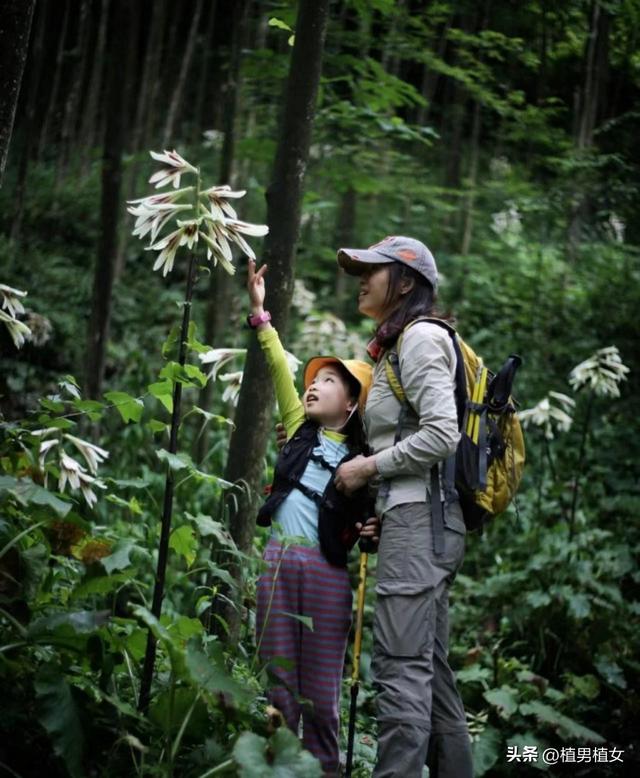 成都山谷因“2米”高野百合爆开而走红,不看就亏了,巨型花朵