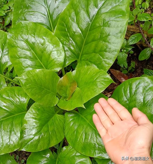 成都山谷因“2米”高野百合爆开而走红,不看就亏了,巨型花朵