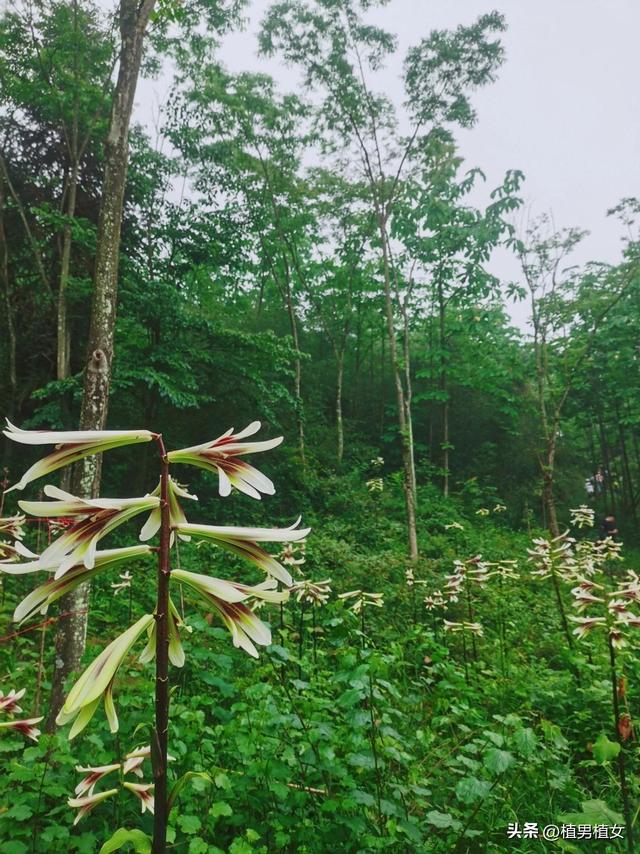 成都山谷因“2米”高野百合爆开而走红,不看就亏了,巨型花朵