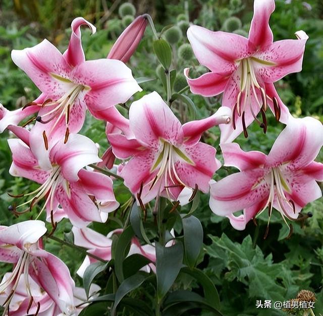 成都山谷因“2米”高野百合爆开而走红,不看就亏了,巨型花朵