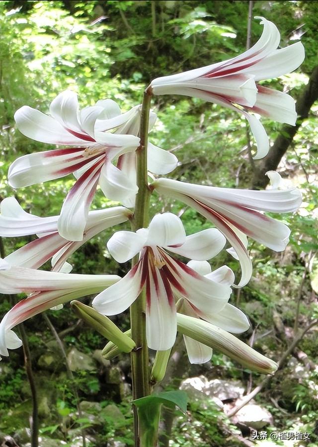 成都山谷因“2米”高野百合爆开而走红,不看就亏了,巨型花朵