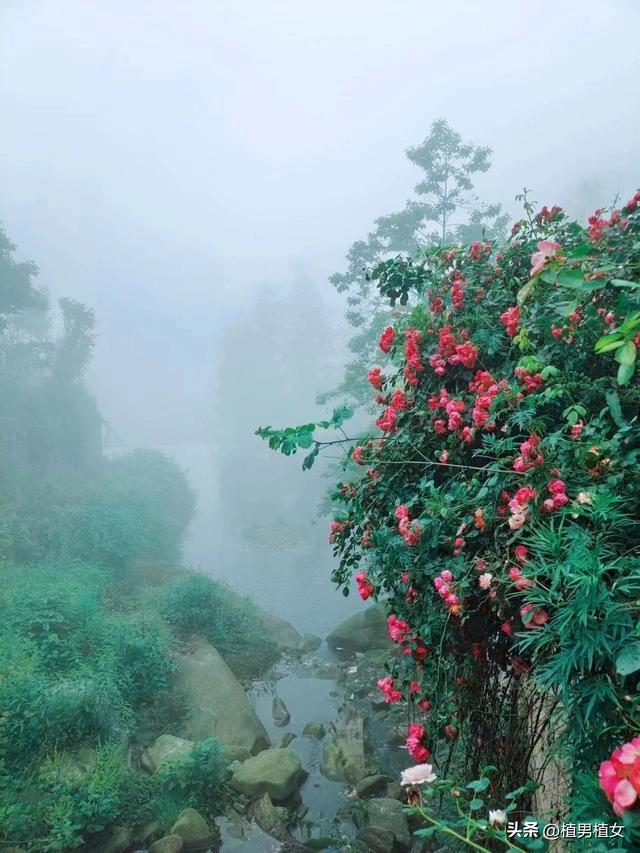 成都山谷因“2米”高野百合爆开而走红,不看就亏了,巨型花朵